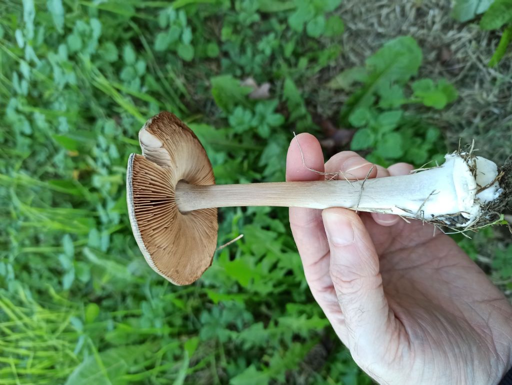 Funghi in campagna